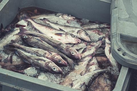 fish haddock raw fishmonger