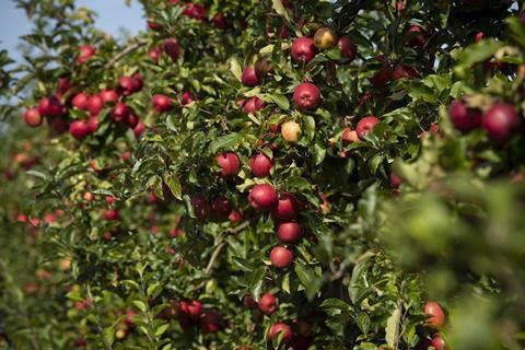 FSP_Loddington_Apples_Master_071
