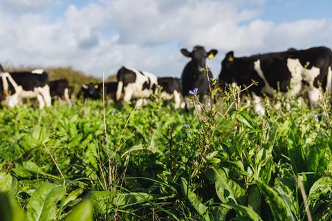 AR_MultiLey_First Milk