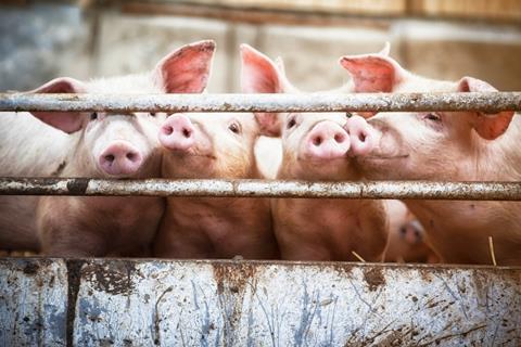 Happy pigs living on organic ecological farm in Denmark