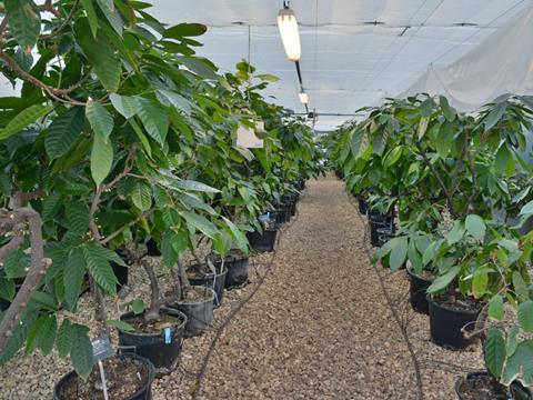 cocoa plants research greenhouse grow