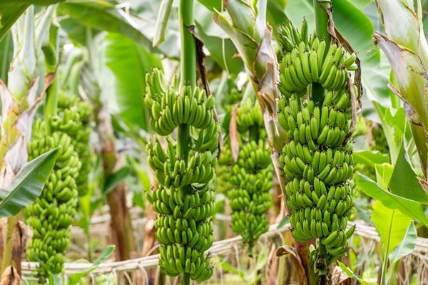 Tight banana supplies to worsen next year due to climate change | News ...