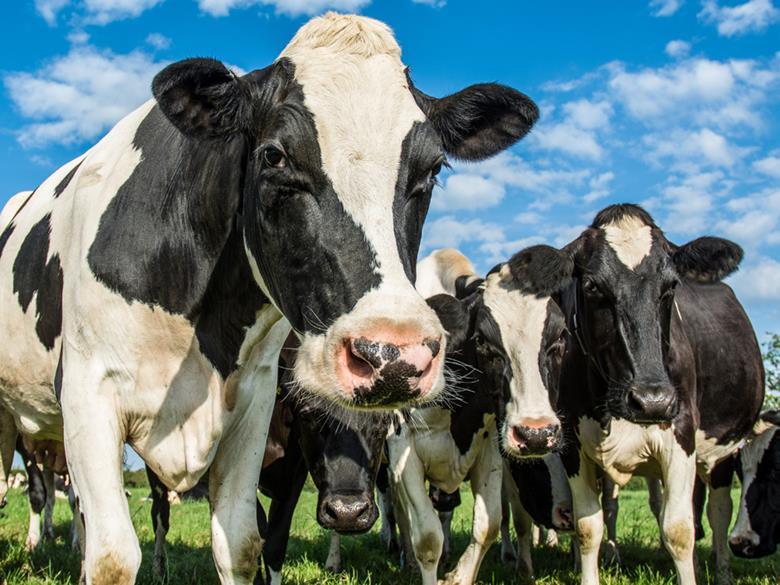 Bord Bia launches new grass-fed dairy standard | News | The Grocer