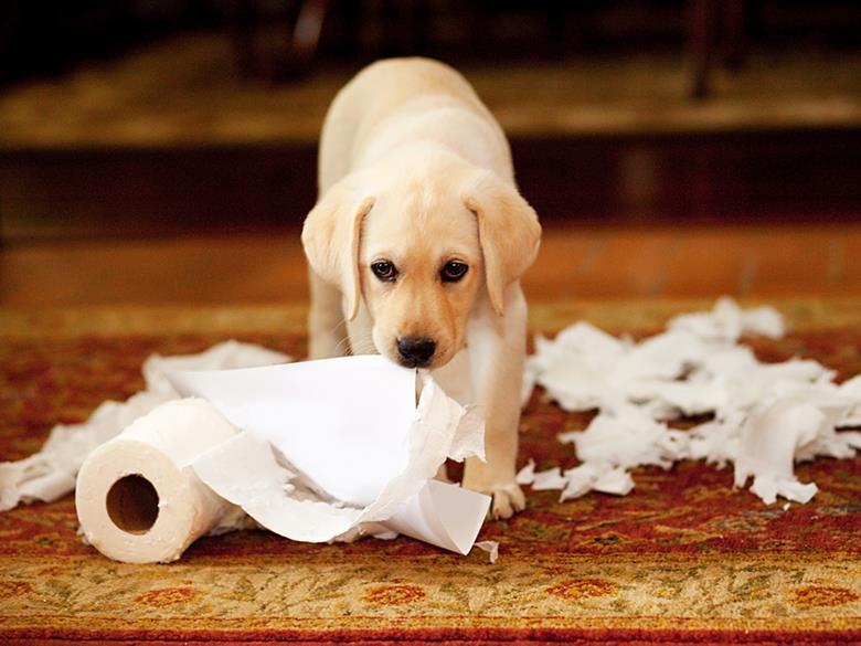 Labrador puppy destroying loo roll