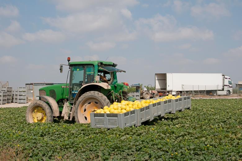 Spanish strikes cause fruit and veg shortages in UK supermarkets News