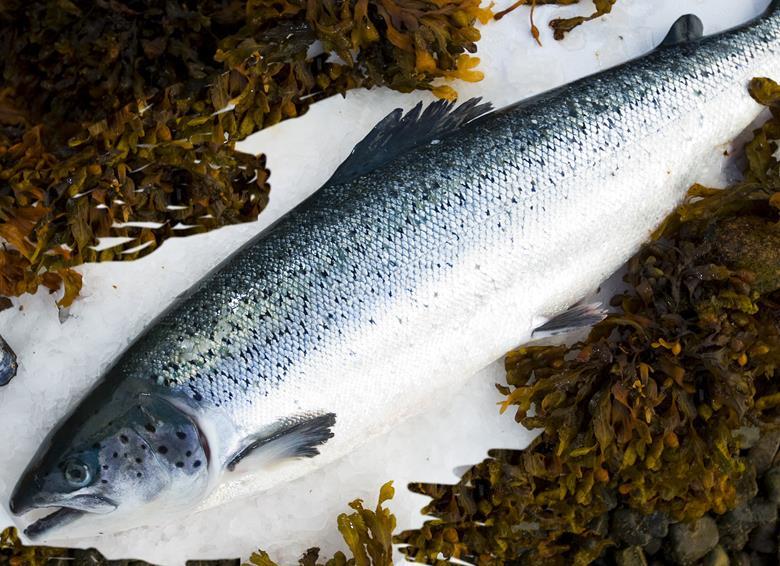 Salmon sales leap as shoppers are tempted by promotions News The Grocer