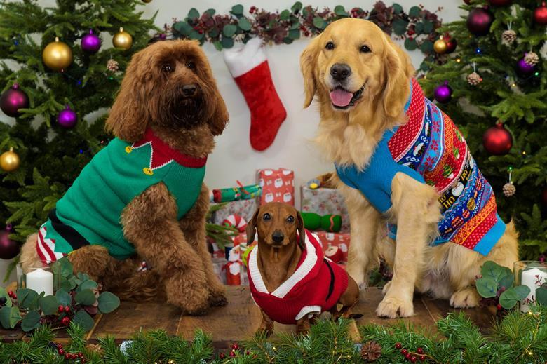 Sainsbury’s offers Christmas jumpers and mince pies for pets in new range News The Grocer