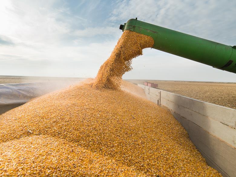 Grains production set for global record Analysis and Features The