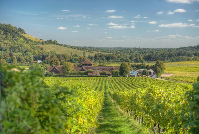 UK winery Denbies achieves net zero status | The Grocer