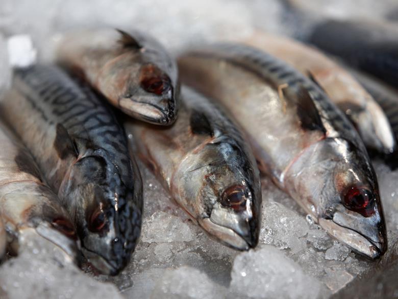 North East Atlantic mackerel to lose MSC certification News The Grocer
