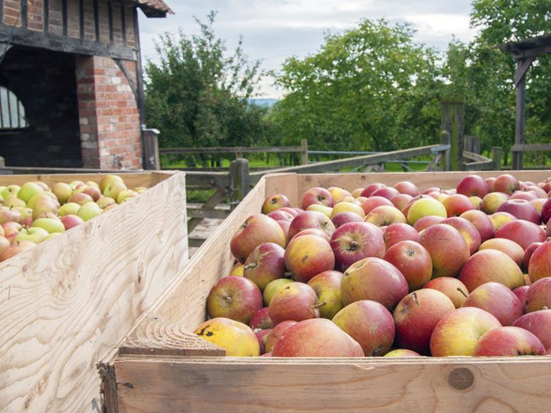 Gala and Braeburn set to aid continued apple yield boom News The Grocer