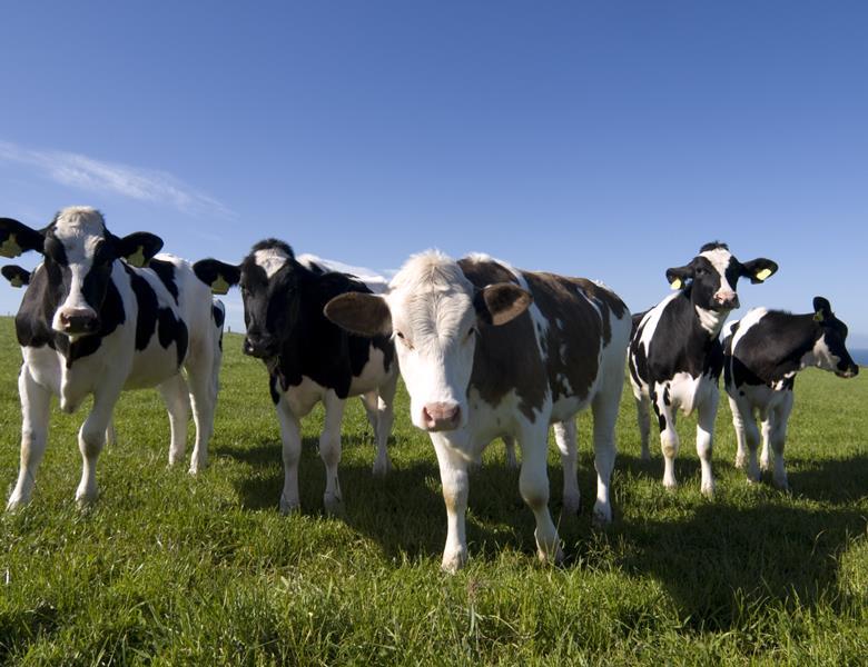 The Oxford study on meat emissions misses the point Comment & Opinion