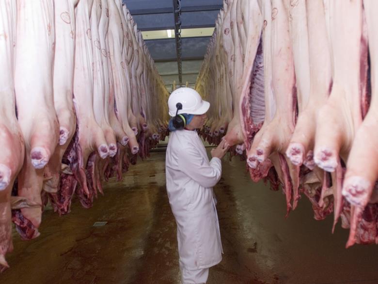 Mandatory CCTV in English slaughterhouses to be introduced News The