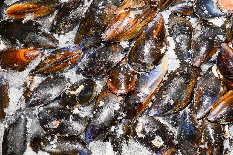 Sainsbury’s recalls mussels over salmonella fears News The Grocer