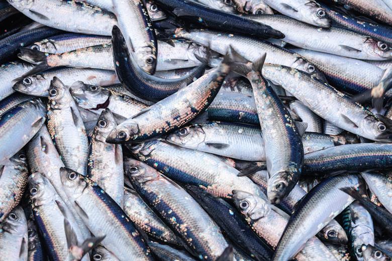 Overfishing 'could push herring fishery to collapse' The Grocer