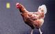 The big chicken questions answered