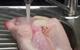 Campylobacter, washing raw chicken