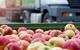 apples supply chain lorry distribution fruit fresh getty