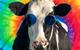 Hippie cow