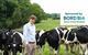 Matthew Hall_cows_BFC (1)