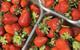 strawberries strawberry punnet