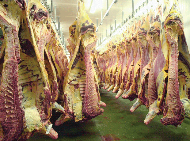 Animal meat carcass