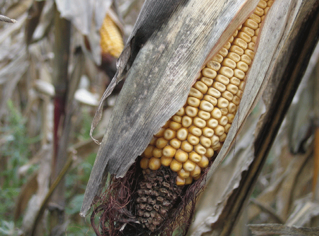 Rotten corn on cob