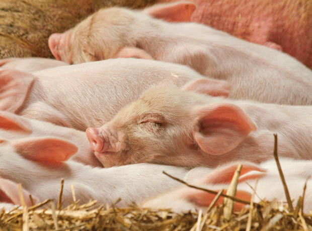 Pig farmers to fight straw-powered biomass plant