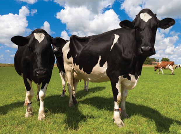Inflation easing despite the upward pressures in dairy