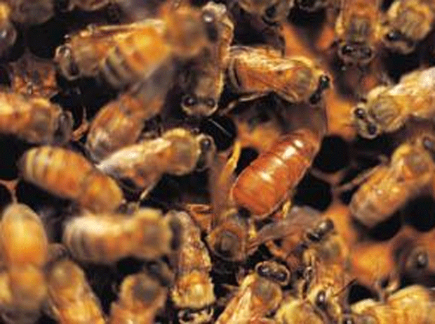 Neonicotinoids: Commission moves to legislate to protect bees