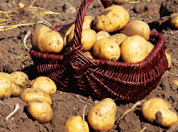Potato trade puzzled by Defra snub to British farmers