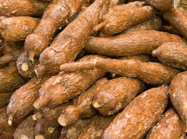Cassava could be the carbohydrate of the 21st century, says UN