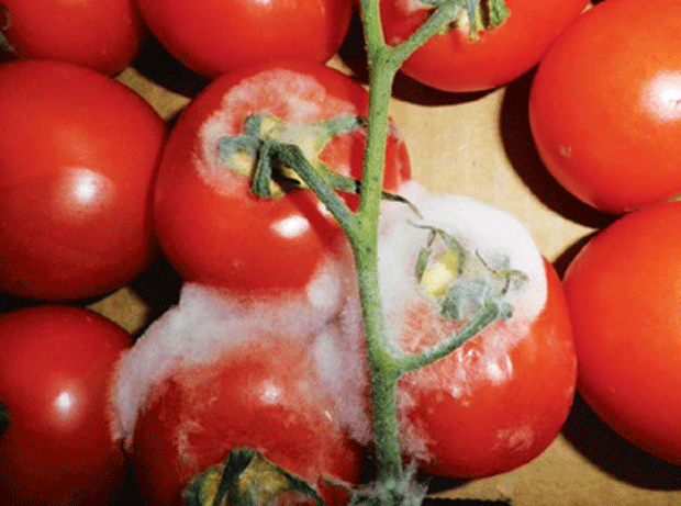 Rotting tomatoes