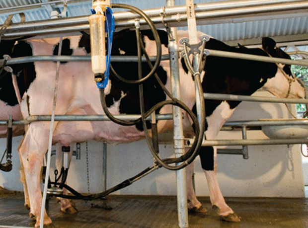 Milk processors jostle to recruit farmers