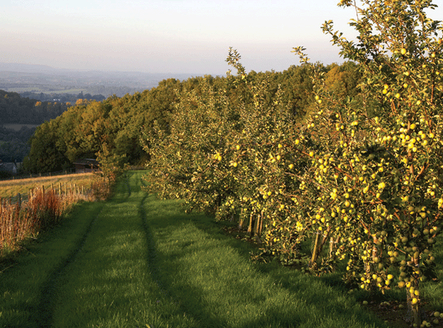 Cider producers badly need warm weather