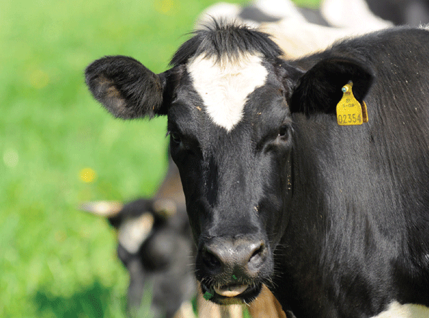 Fears for dairy as rain keeps cows from grass
