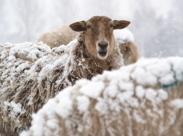 Sheep in snow