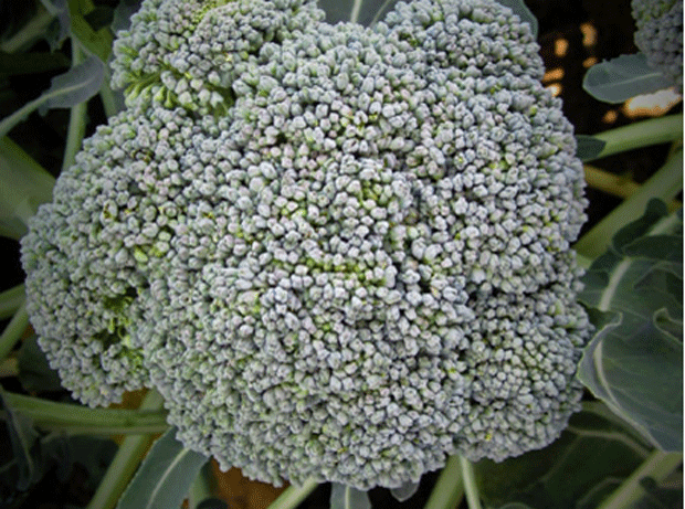 Beneforté broccoli higher in anti-cancer levels