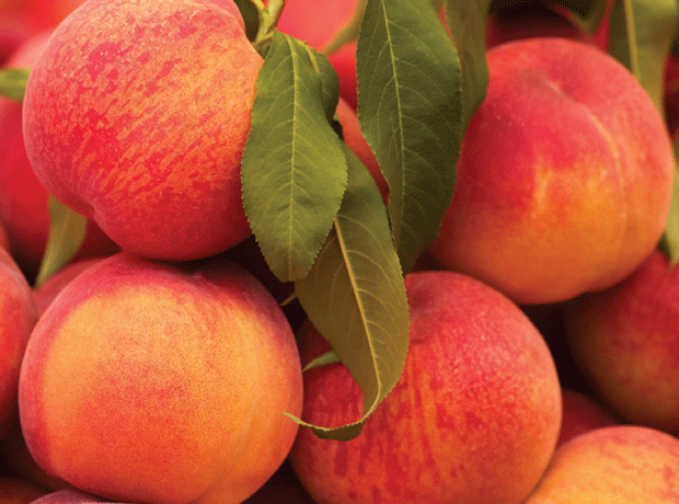 Suppliers play up quality of 2012 peach crop