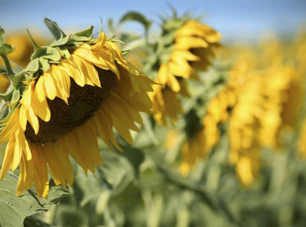 Sunflower oil price falls set to trigger 'domino effect'