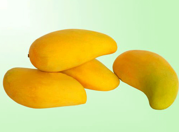 Pakistani mangoes rejected by Fera doubles due to fruit flies