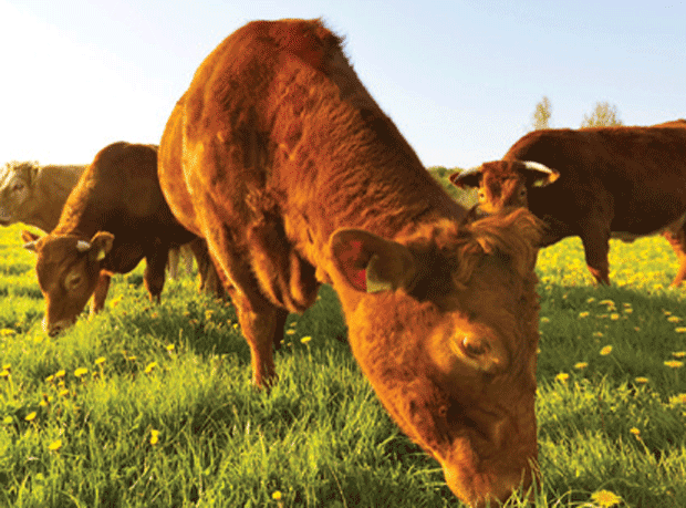 Grass the greenest way to feed cattle, finds study