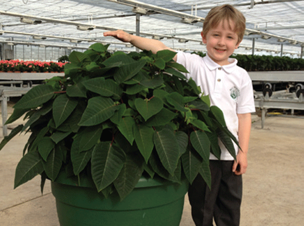 Hill in quest to grow biggest ever poinsettia