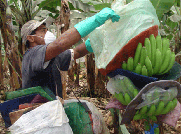 Banana worker in Equador