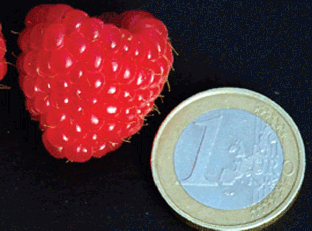 Raspberry and euro