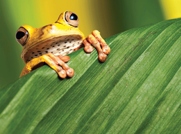 Whose frog has the fresher legs?
