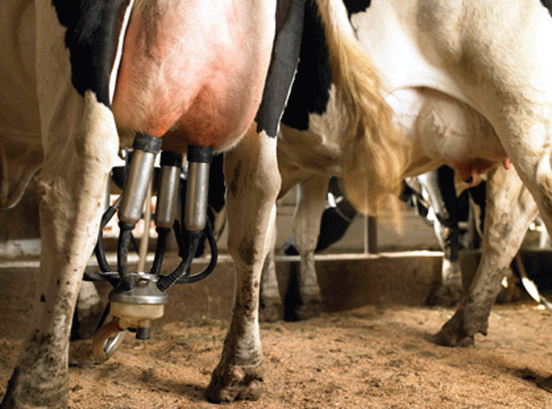 Dairy farmers get herd transition app