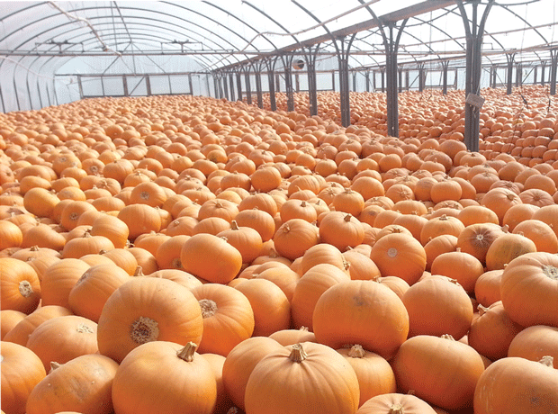 Tesco to prevent panic pumpkin buying