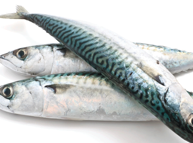 Iceland infuriated by EU mackerel deal with Norway