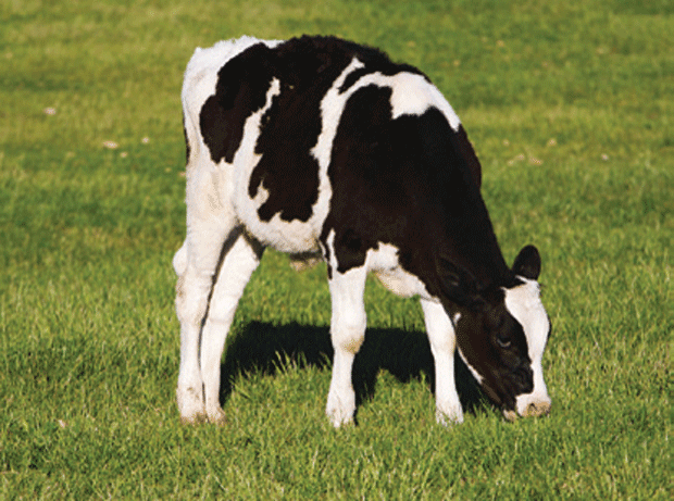 Calf grazing in green field